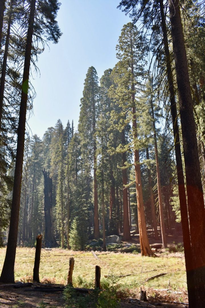 Sugar Pine Trail, Moro Rock, General Sherman Tree, Congress Trail, Crescent Meadow, Giant Sequoias, Sequoia National Forest, Sequoia National Park, Kings Canyon National Park, Sierra National Forest, National Park, California, Camping, Hiking, Land of the Giants